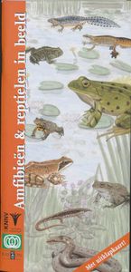 In beeld: Amfibieen en reptielen  - natuurgids